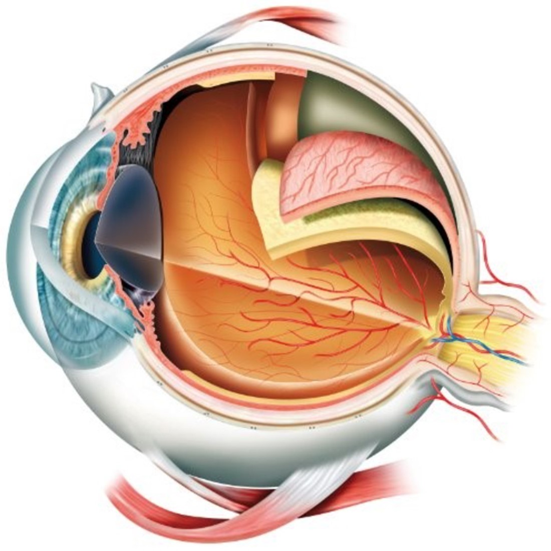 Anatomy Of The Eye